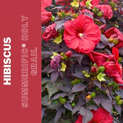 Hibiscus  bylinowy Old Yella